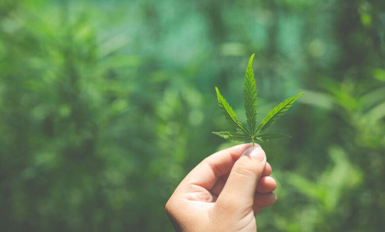 Bruce Banner – kraftvolle Hybridgenetik für anspruchsvolle Grower 1 Bruce Banner